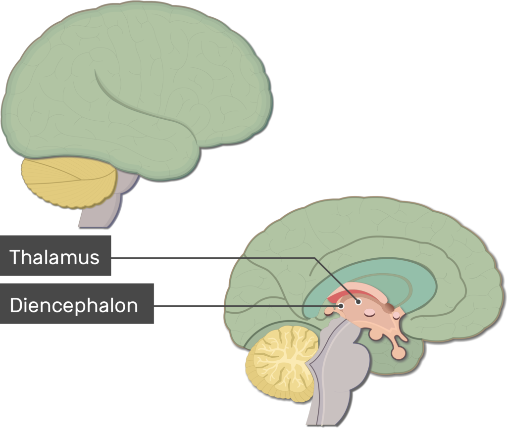 An image showing the Thalamus and Diencephalon labeled, lateral and sagittal view of the brain