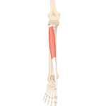 Tibialis Anterior Muscle - Featured