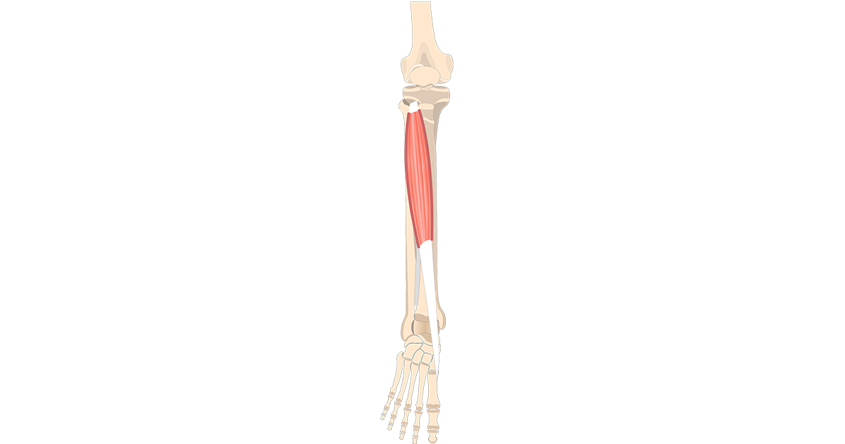 Tibialis Anterior Muscle - Attachments, Actions & Innervation ...