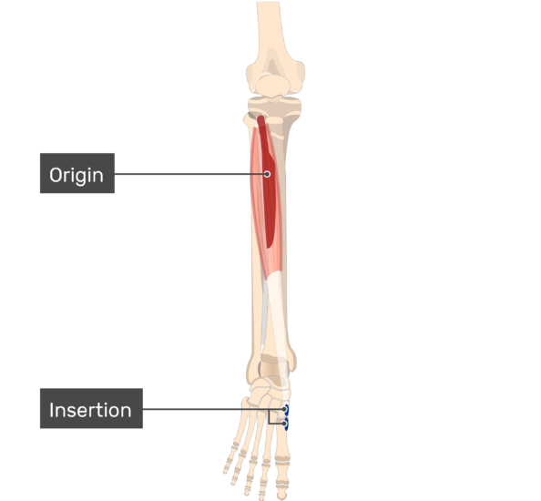 Tibialis Anterior Muscle - Attachments, Actions & Innervation