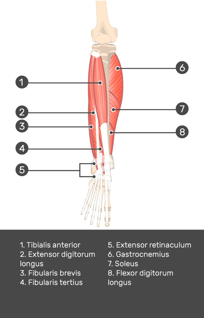 Muscle Anatomy Quiz