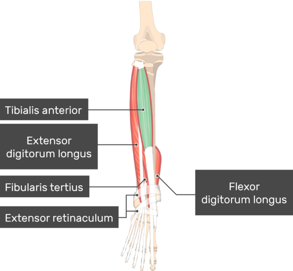 Tibialis Anteriororigin Insertion Action Nerve Supply