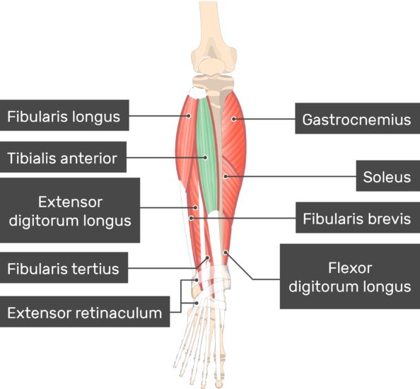 Tibialis Anterior ATHT 1821 Study Guide (201314 Conley) Instructor