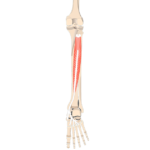 Tibialis Posterior Muscle - Featured
