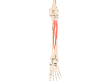 Tibialis Posterior Muscle - Featured