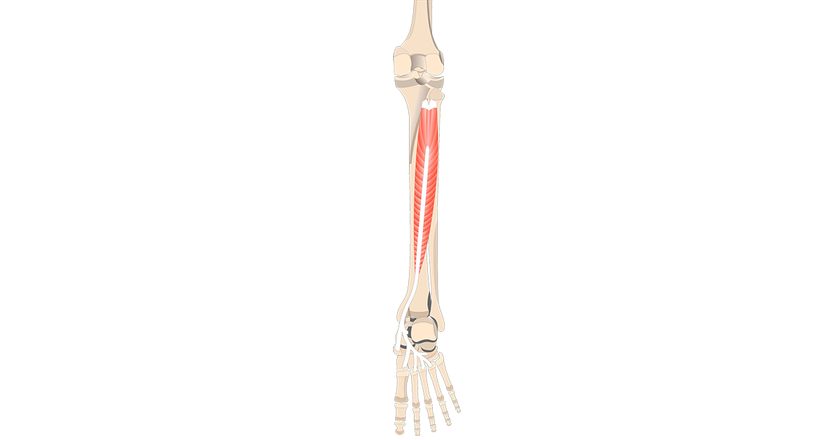 Tibialis Posterior Muscle - Attachments, Actions & Innervation