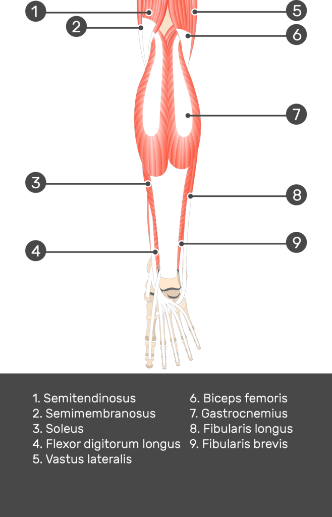 Tibialis Posterior Muscle - Test yourself 3