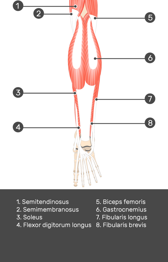 Tibialis Posterior Muscle - Test yourself 4