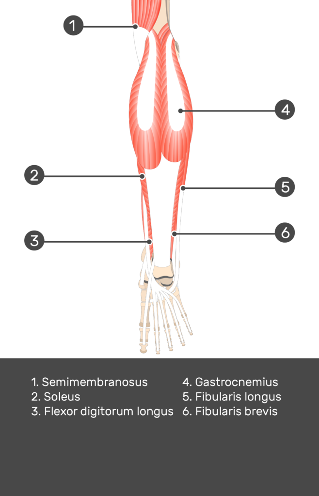 Tibialis Posterior Muscle - Test yourself 6