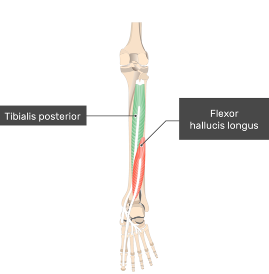 Tibialis Posterior Muscle - Attachments, Actions & Innervation