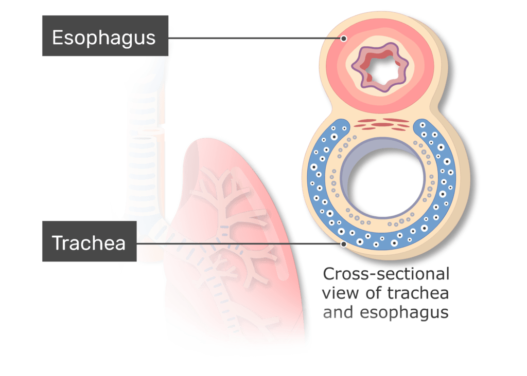 Fructose Structure - Diagrams, Ring Structure, Properties, Uses