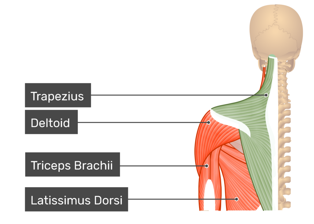 Trapezius Muscle Origin And Insertion