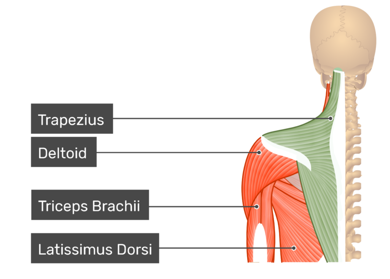 Posterior Leg Muscle Labeled