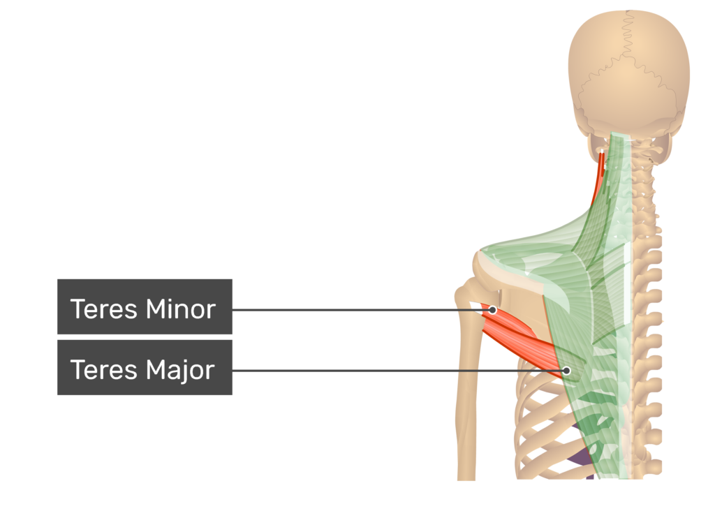 Trapezius Muscle Origin And Insertion