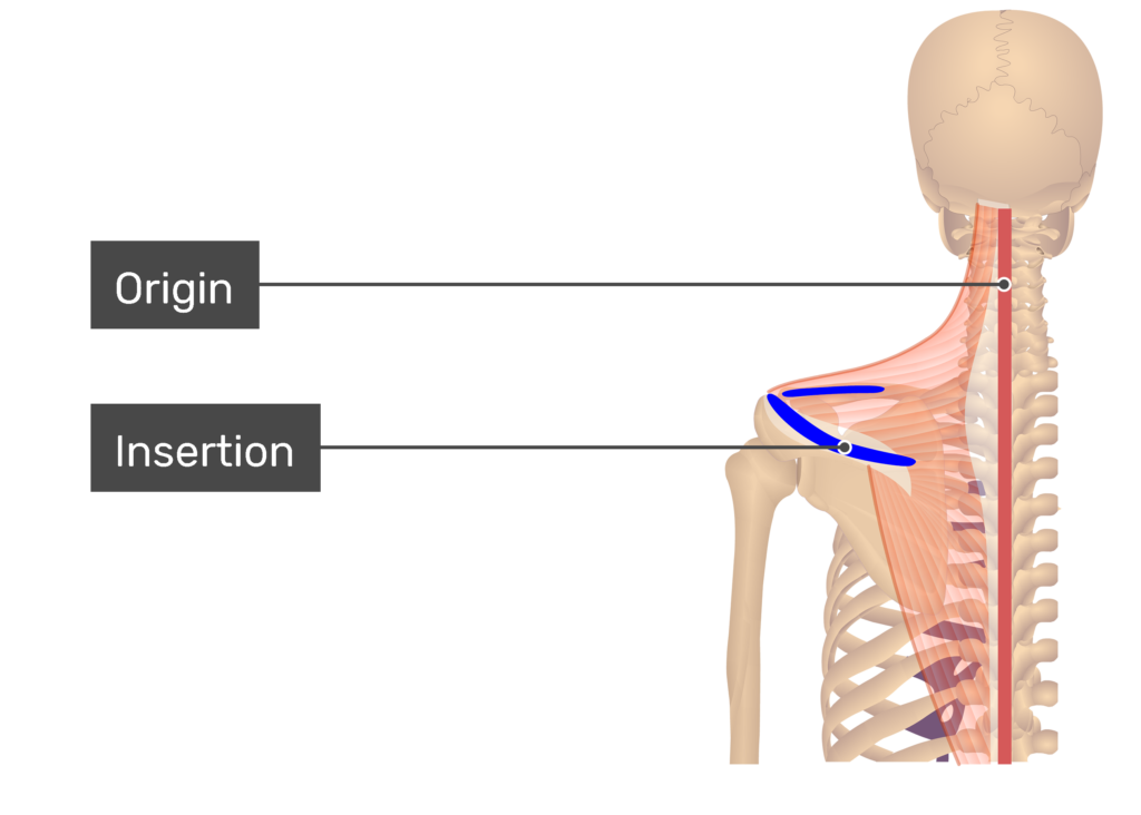 Origin and Insertion of Back Muscles