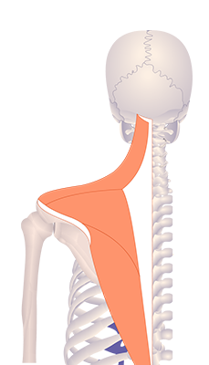 Third image in animation of a figure with an elevated scapula