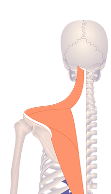 Third image in animation of a figure with upwardly rotated scapula