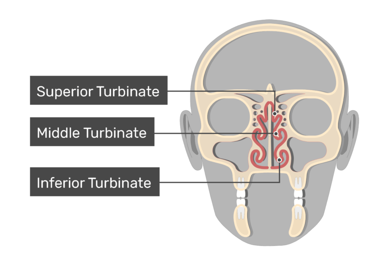Turbinate Bones Nasal Conchae Anatomy And Diagram Getbodysmart