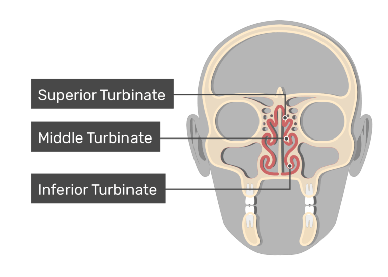 Turbinate Bones Nasal Conchae Anatomy And Diagram Getbodysmart