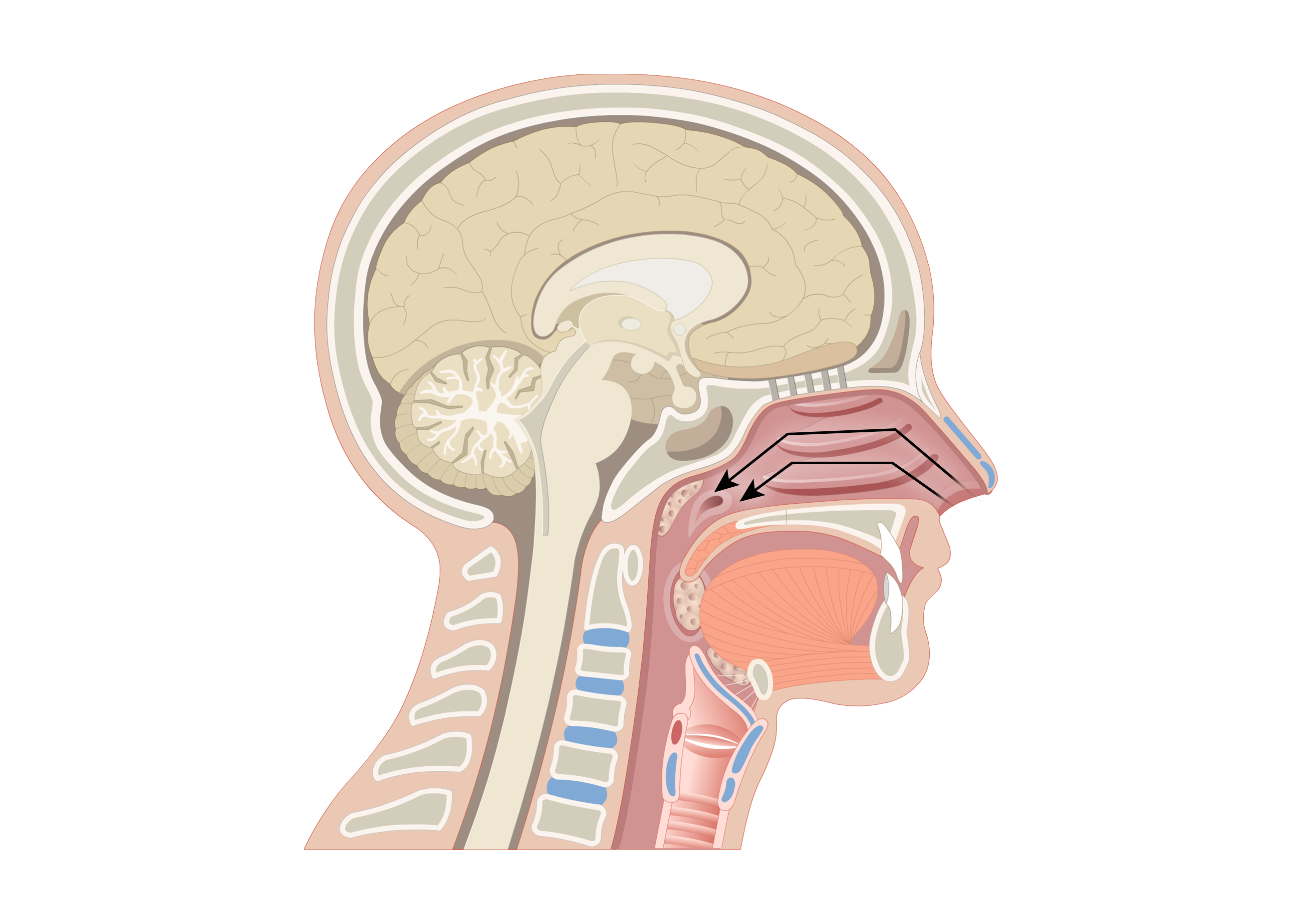 Air movement is directed toward the lungs.