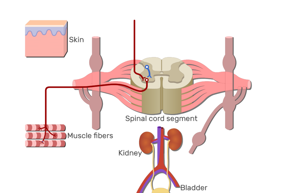 An image showing the pathway of the lateral horn of the spinal cord using Upper and Lower motor neurons (without labels)