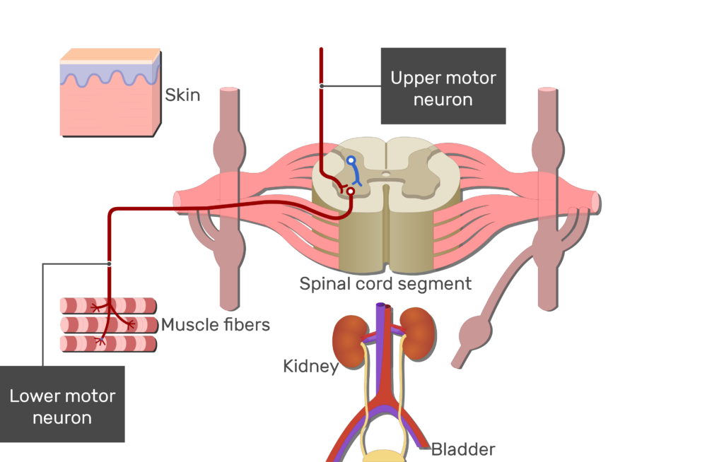 An image showing the pathway of the lateral horn of the spinal cord using Upper and Lower motor neurons (with labels)