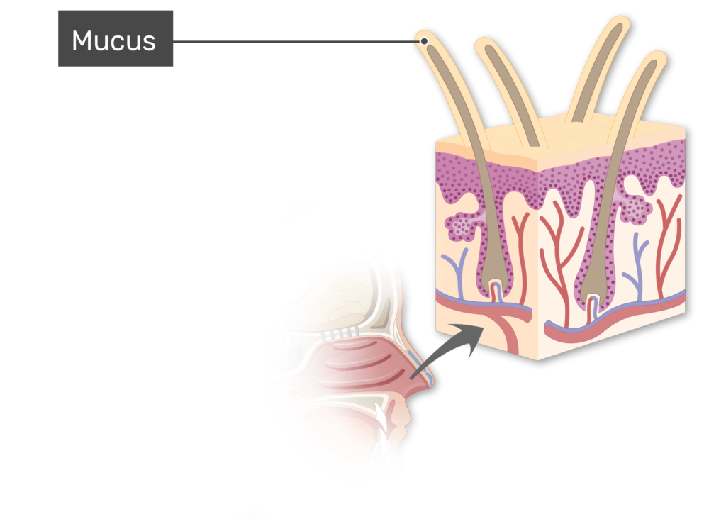 Mucus labeled in a zoomed-in image of epithelium