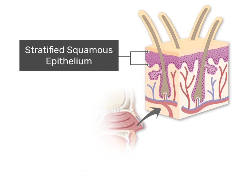 nasal-vestibule-anatomy-and-labeled-diagram-getbodysmart