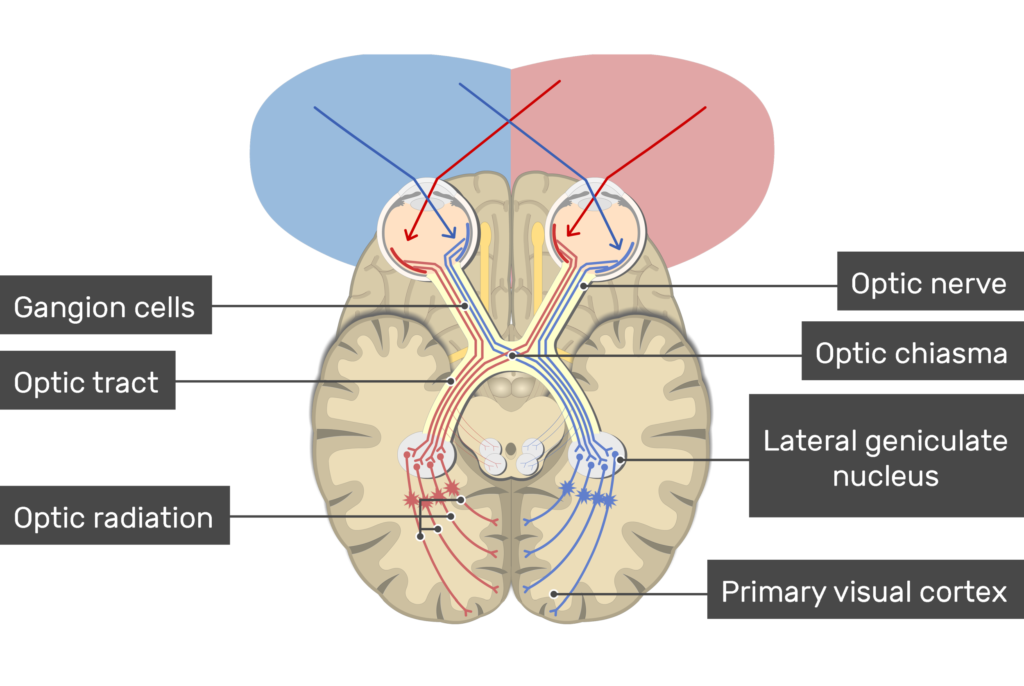 An image showing the action potential passing through the visual pathway (Optic nerve, Lateral geniculate nucleus, Primary visual cortex , Optic chiasma, Optic radiation, Optic tract, and Gangion cells)