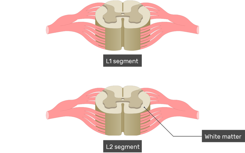 Spinal segments (L2,L2) showing the white matter of the spinal cord