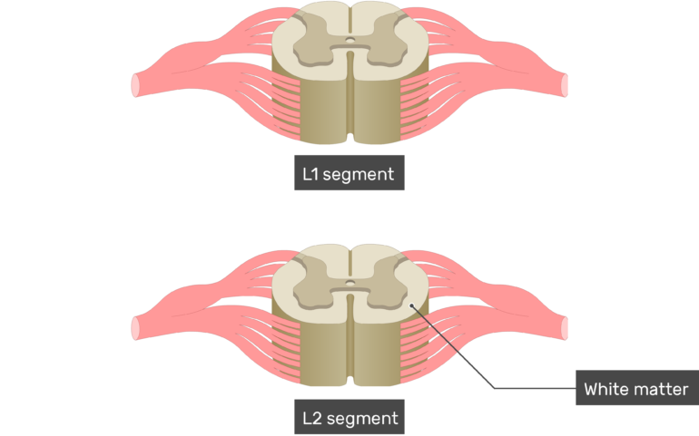 Spinal Cord Segments - Cross-sectional Anatomy
