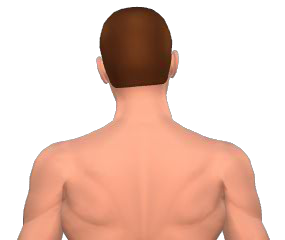 Lateral flexion of the head animation 3