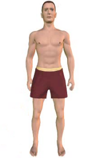 Slide 5 of the animation showing adduction of the thigh.