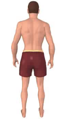 First image in animation of abduction of thigh.