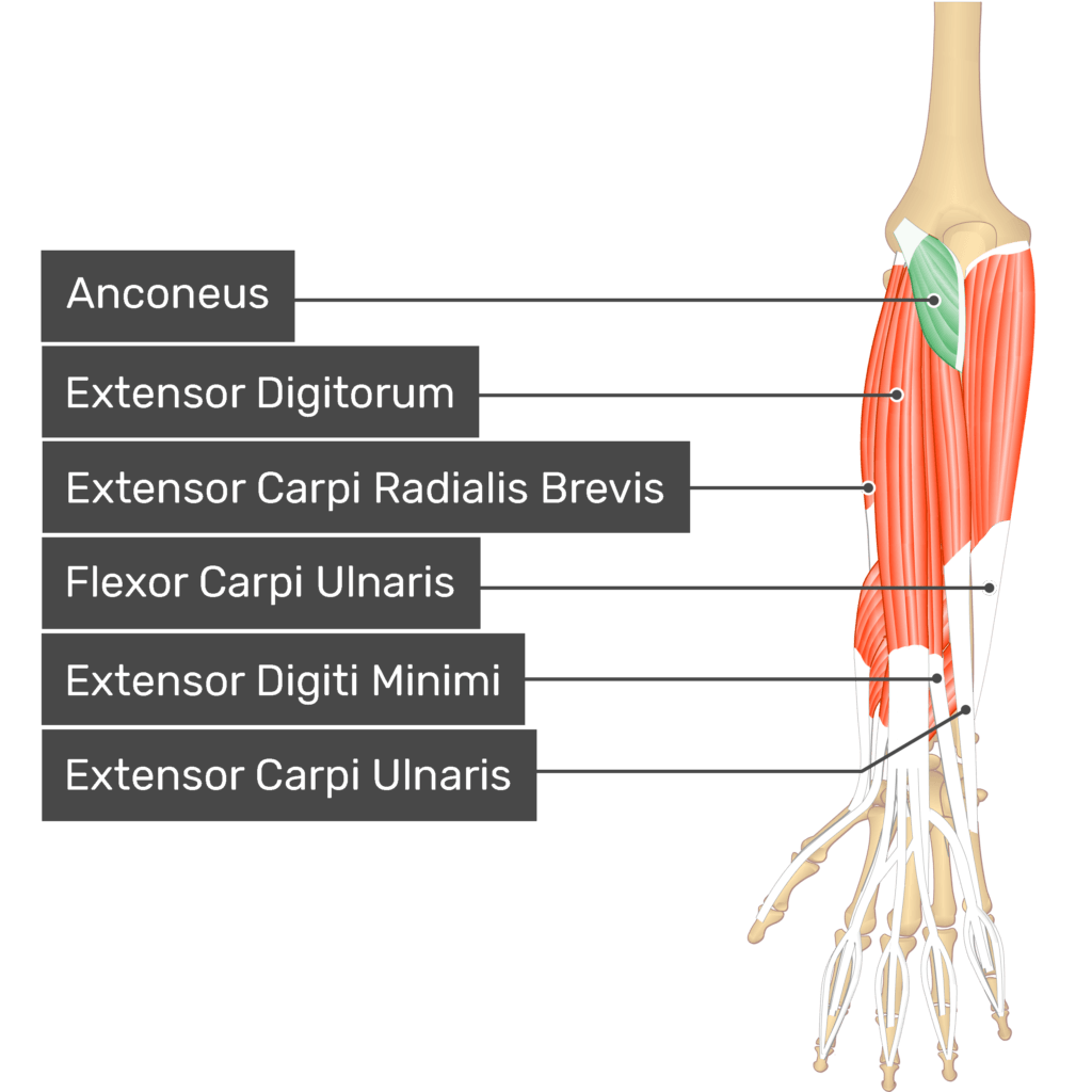 Anconeus Muscle - Attachments, Action & Innervation | GetBodySmart