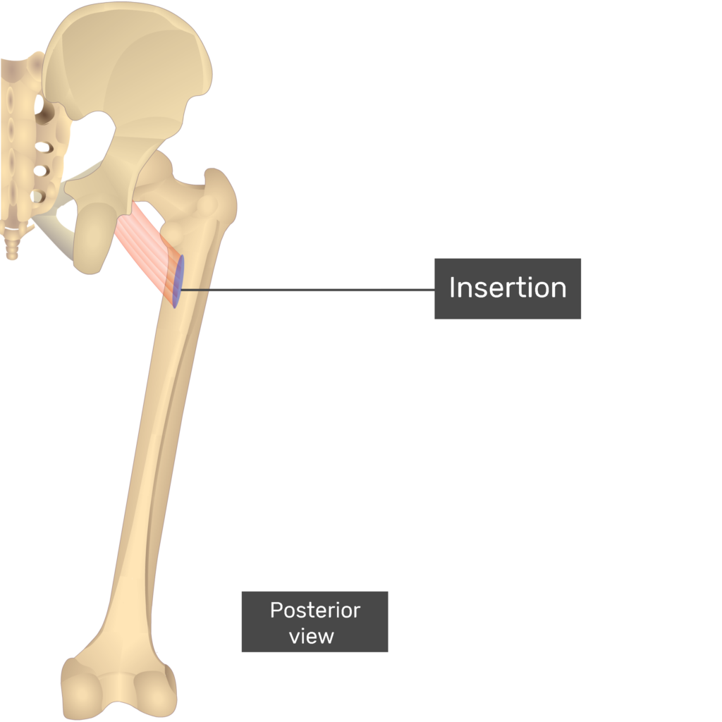 Pectineus Origin And Insertion