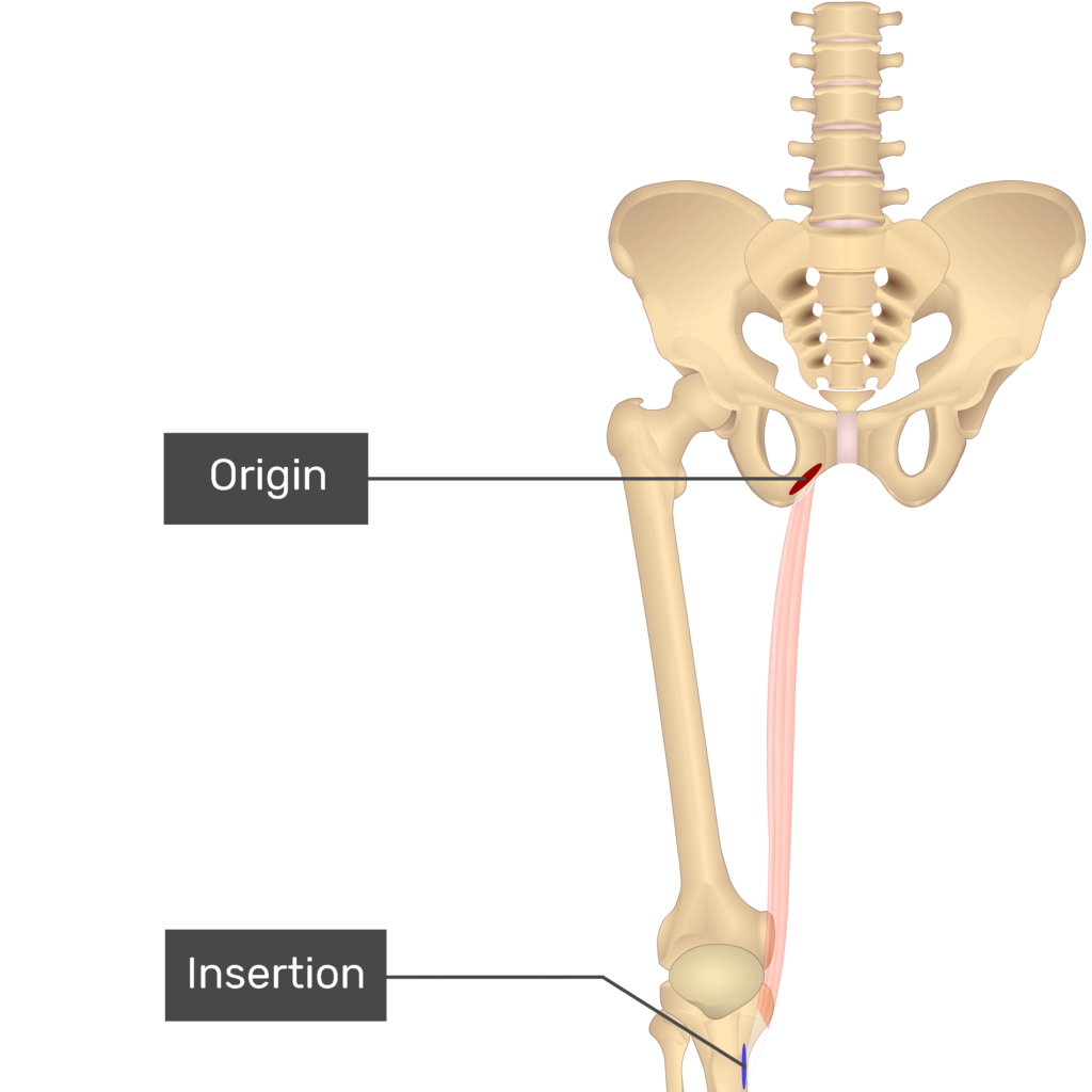 gracilis muscle origin