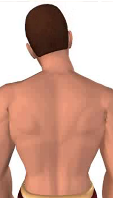 Fifth image in animation of a neck bending laterally