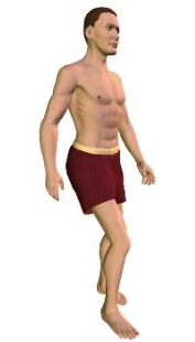 Slide 3 of the animation showing flexion of the vertebral column (torso).