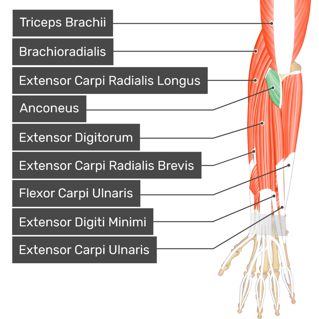 Anconeus Muscle - Attachments, Action & Innervation | GetBodySmart
