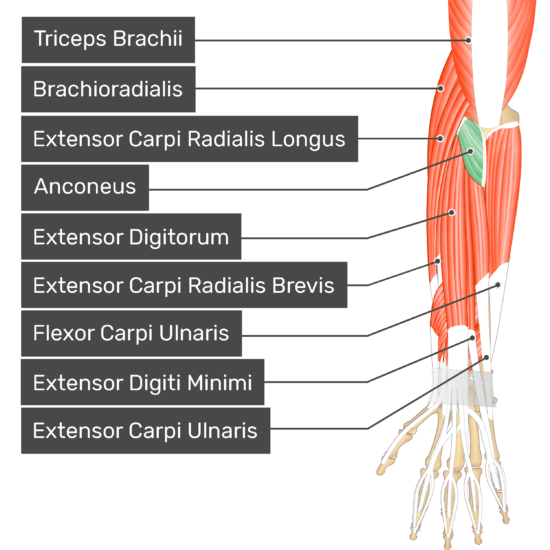 Anconeus Muscle Attachments Action Innervation