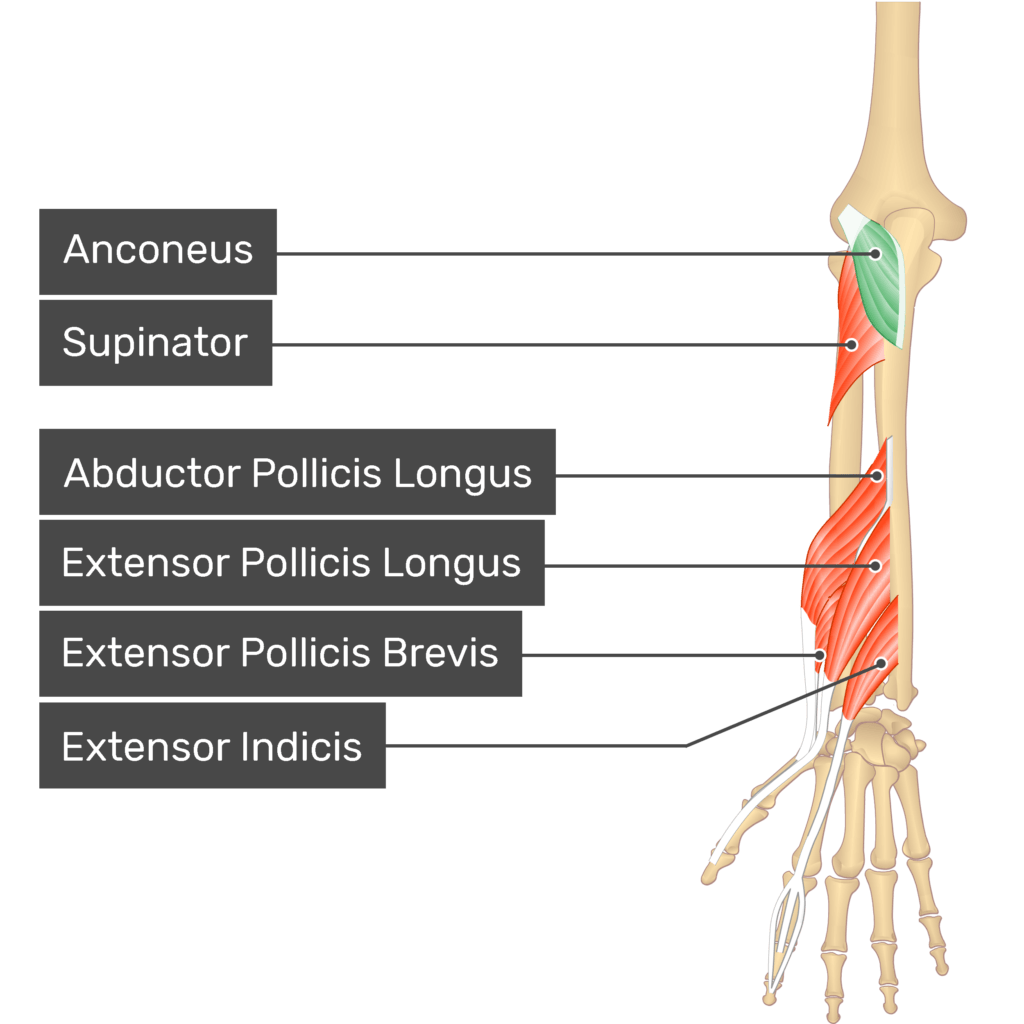 Anconeus Muscle - Attachments, Action & Innervation | GetBodySmart