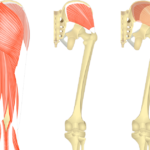 Gluteus medius feature image showing three images of the posterior thigh and gluteal region.
