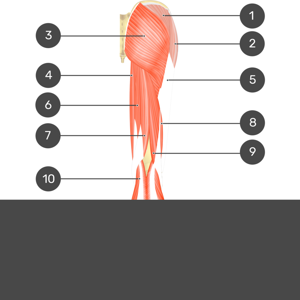 Test yourself image 1, posterior view of thigh and gluteal region showing all superficial muscles with no labels.