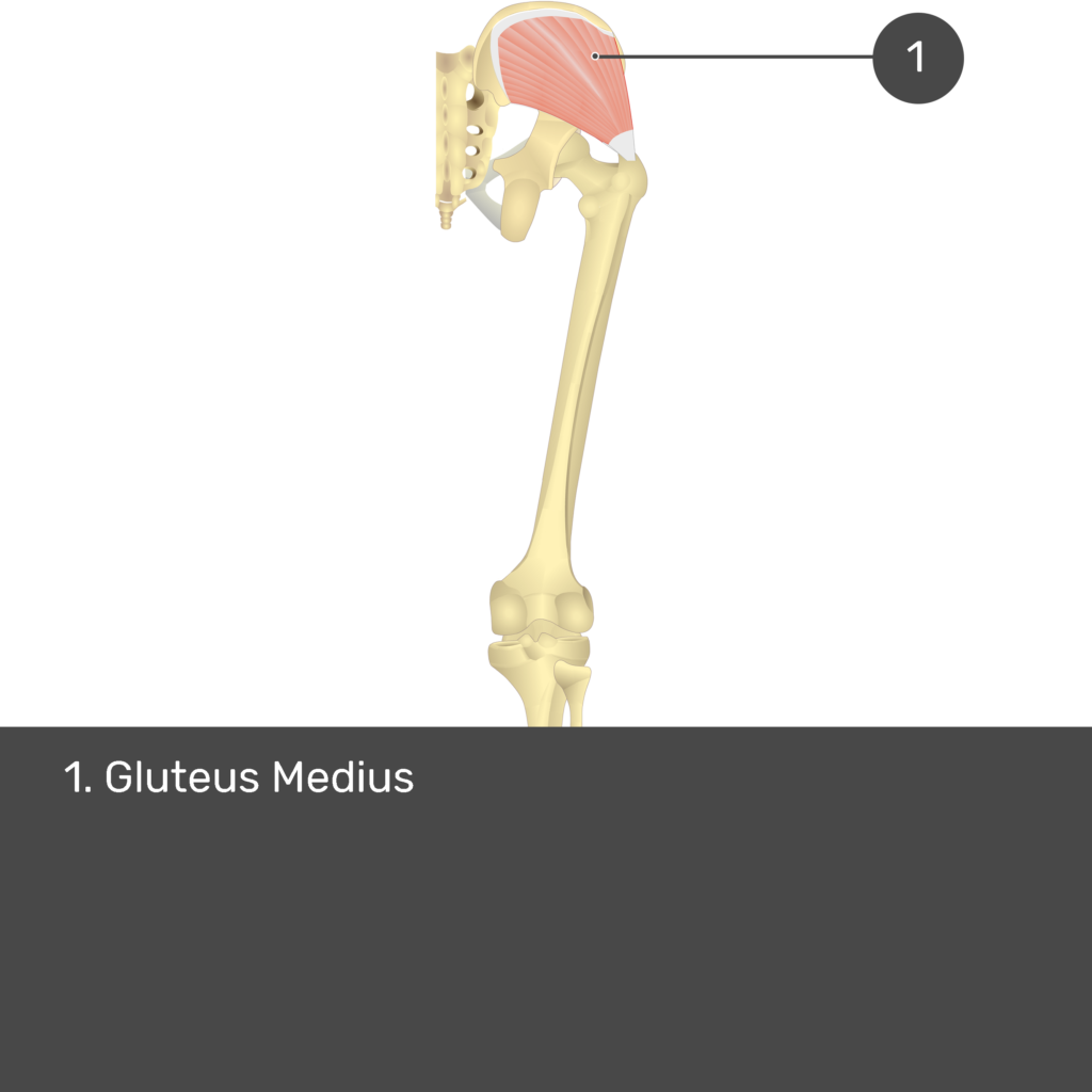 Test yourself image 13, posterior view of thigh and gluteal region. Gluteus medius labelled.