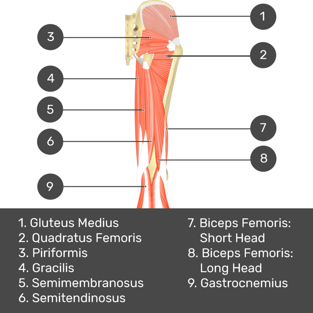 Gluteus minimus - Origin, insertion and actions