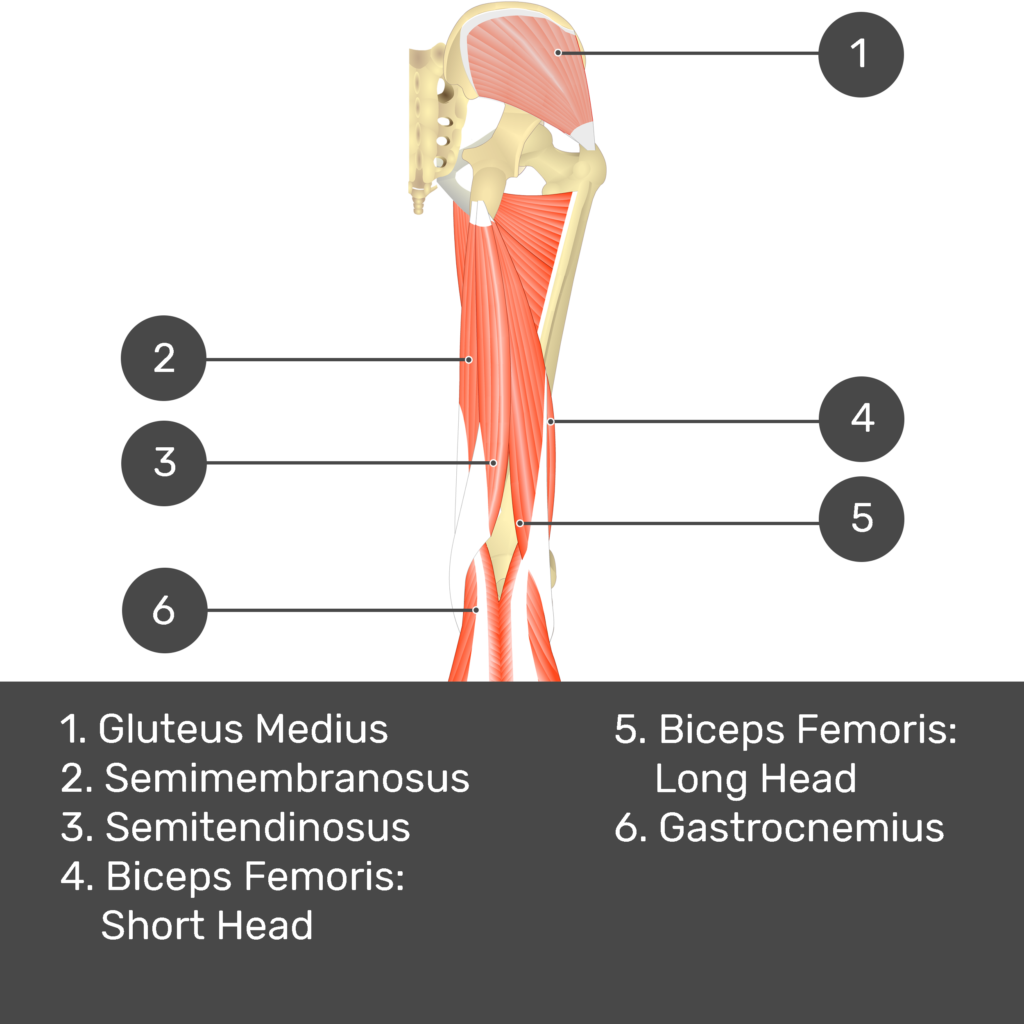Test yourself image 7, posterior view of thigh and gluteal region. Muscles and structures labelled- gluteus medius, semimembranosus, semitendinosus, biceps femoris: short head, biceps femoris: long head, gastrocnemius.