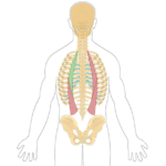 Featured image with the iliocostalis thoracis muscles highlighted in green