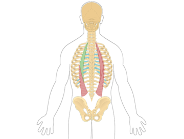 Featured image with the iliocostalis thoracis muscles highlighted in green
