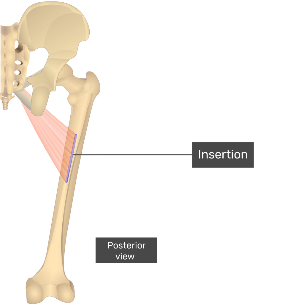 Adductor Longus Muscle GetBodySmart